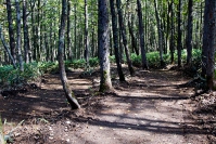 _06H4517.jpg